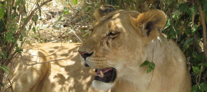 Lion Resting